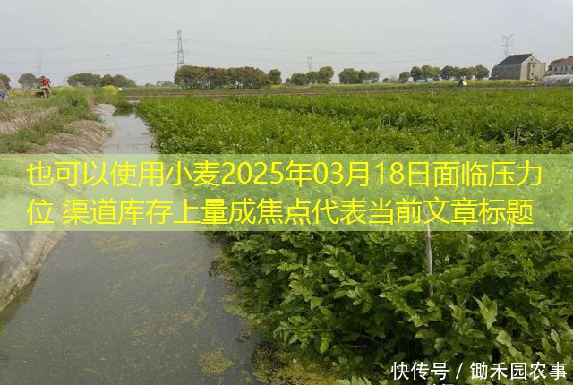 小麦2025年03月18日面临压力位 渠道库存上量成焦点