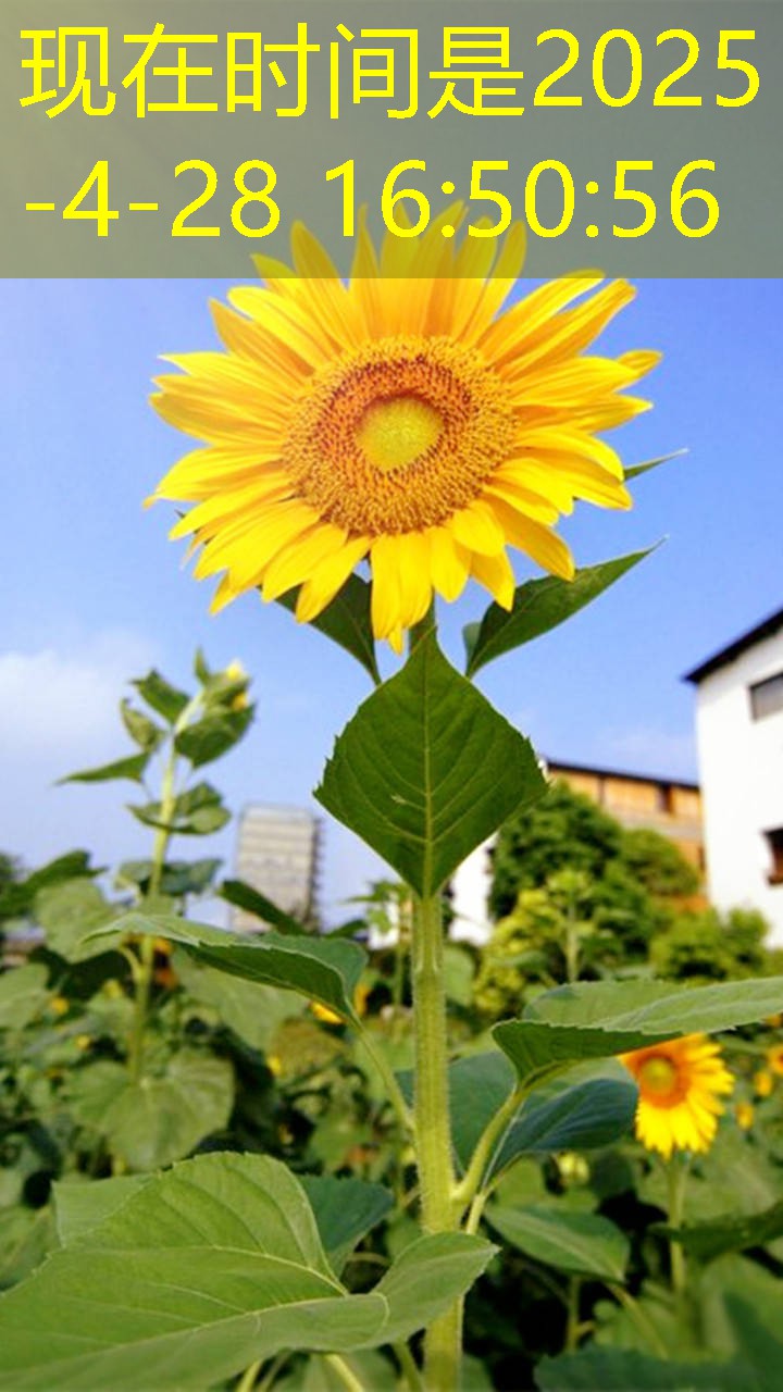 2025年12月23日河南鸡蛋价格稳为主流