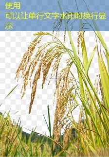 【万达期货评论】 玉米多单谨慎操作 前期趋势性多单仍可持有 2025年12月08日