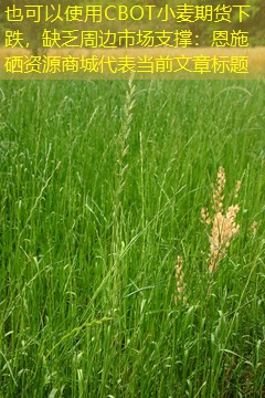 CBOT小麦期货下跌，缺乏周边市场支撑