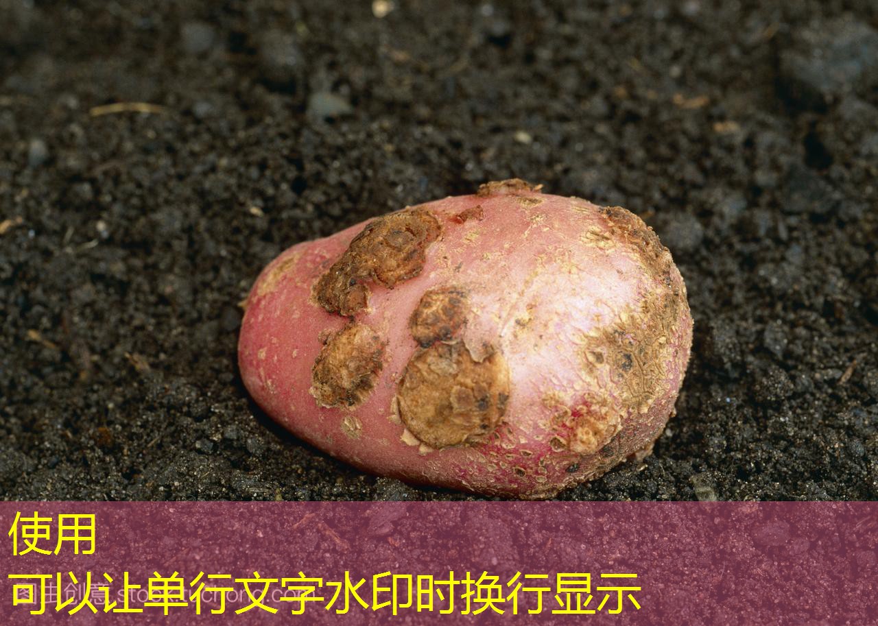 【考察快讯】山东部分市场霉变玉米销售难度大