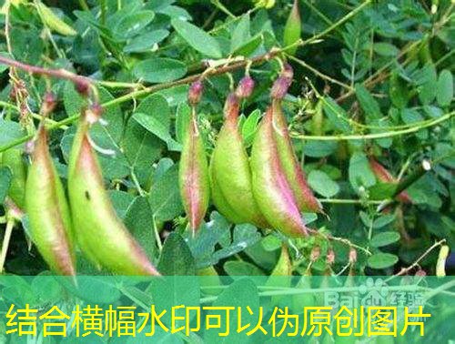 2025年9月15日国家政策性粮食竞价销售交易会公告