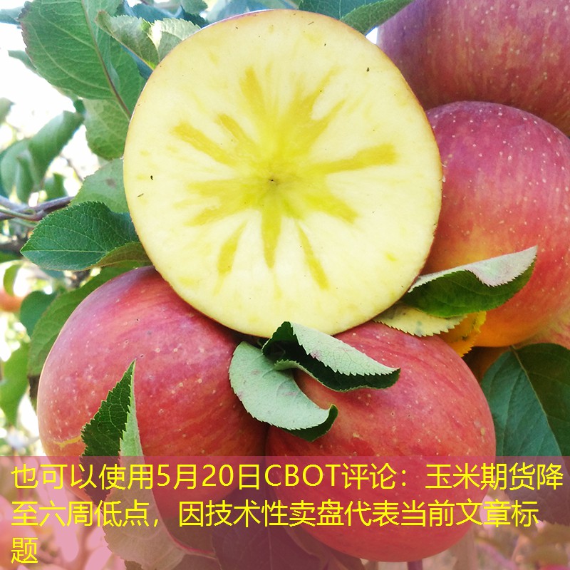 5月20日CBOT评论：玉米期货降至六周低点，因技术性卖盘