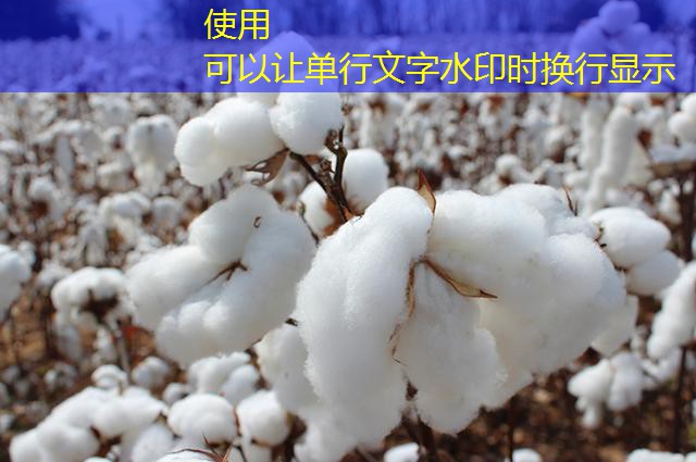 CBOT大豆期货收低受多头平仓拖累