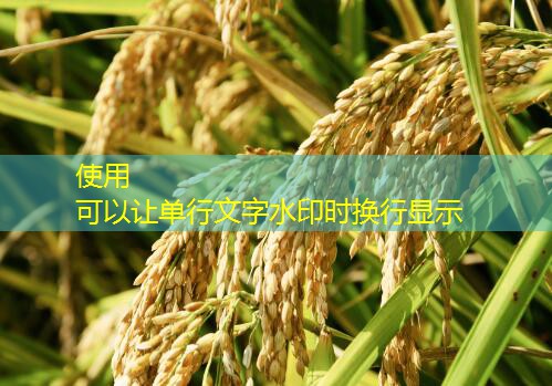 2025年10月15日CBOT评论：美国出现禽流感CBOT玉米期货收低