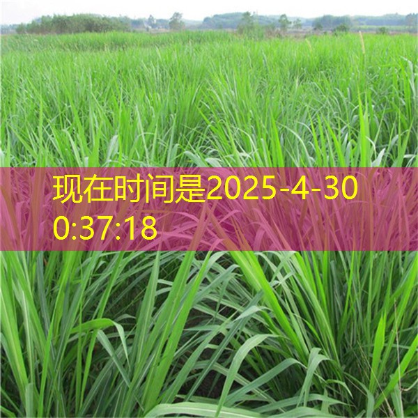 蛋生产企业的观点对禽流感的影响分享2025年12月31日