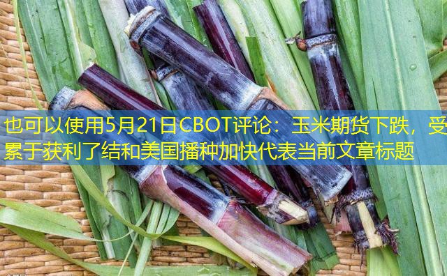5月21日CBOT评论：玉米期货下跌，受累于获利了结和美国播种加快