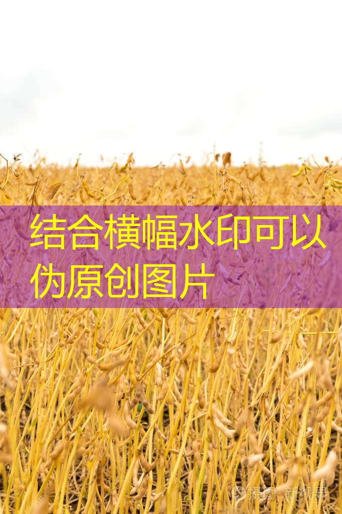 2025年11月14日河北秦皇岛地区油厂豆粕价格上涨