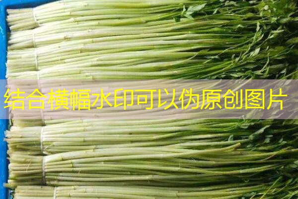 2025年12月08日全国玉米市场价格行情速递