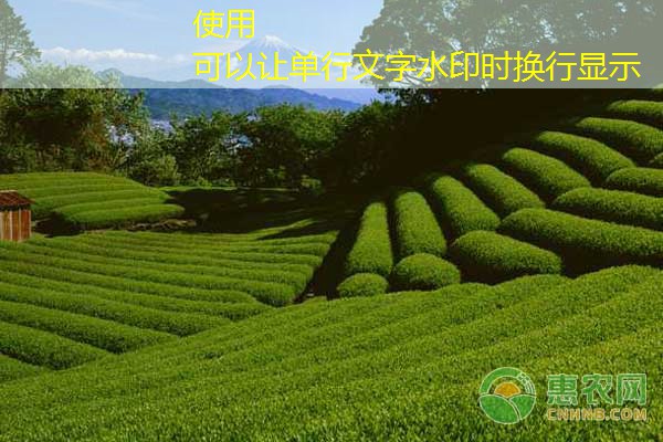 2025年8月17日早间玉米市场动态观察