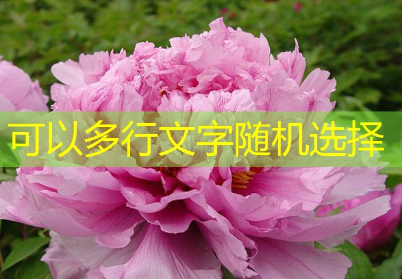 【考察快讯】山东部分市场霉变玉米销售难度大