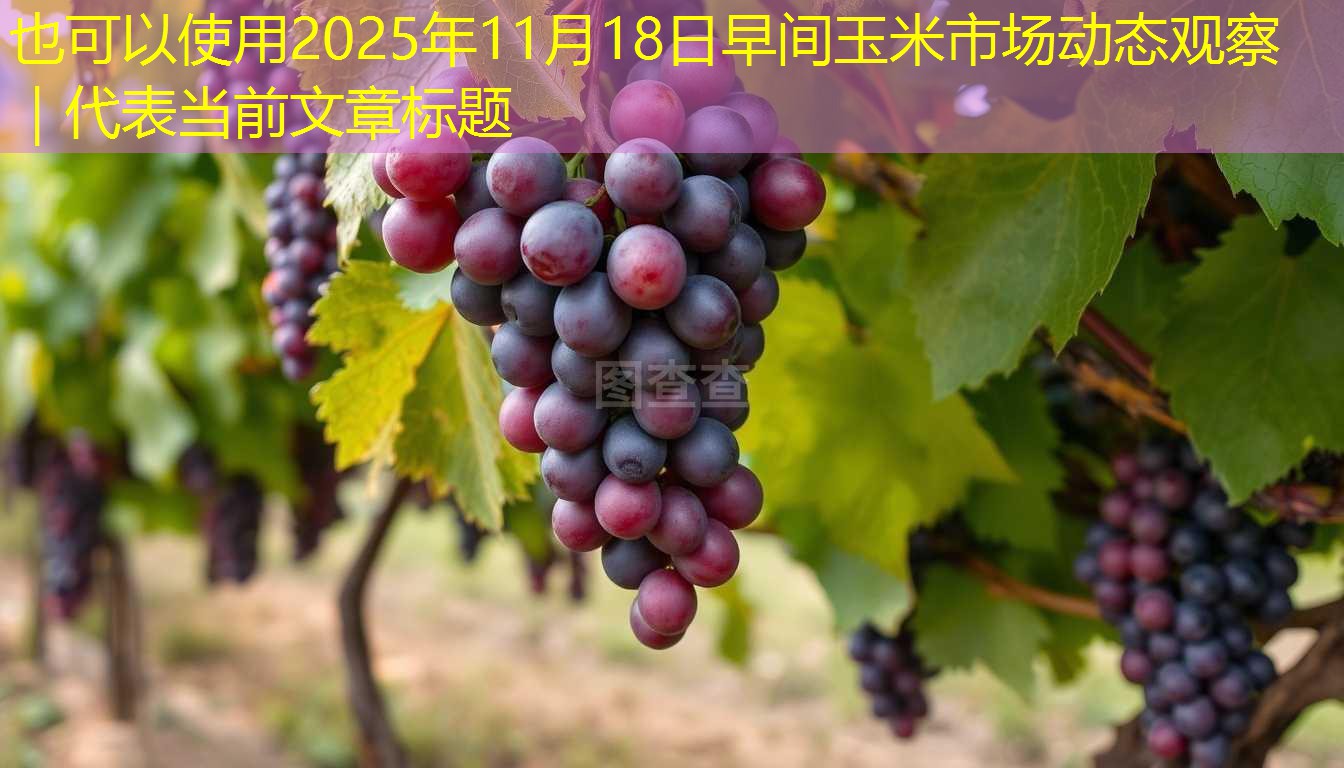 2025年11月18日早间玉米市场动态观察 ｜