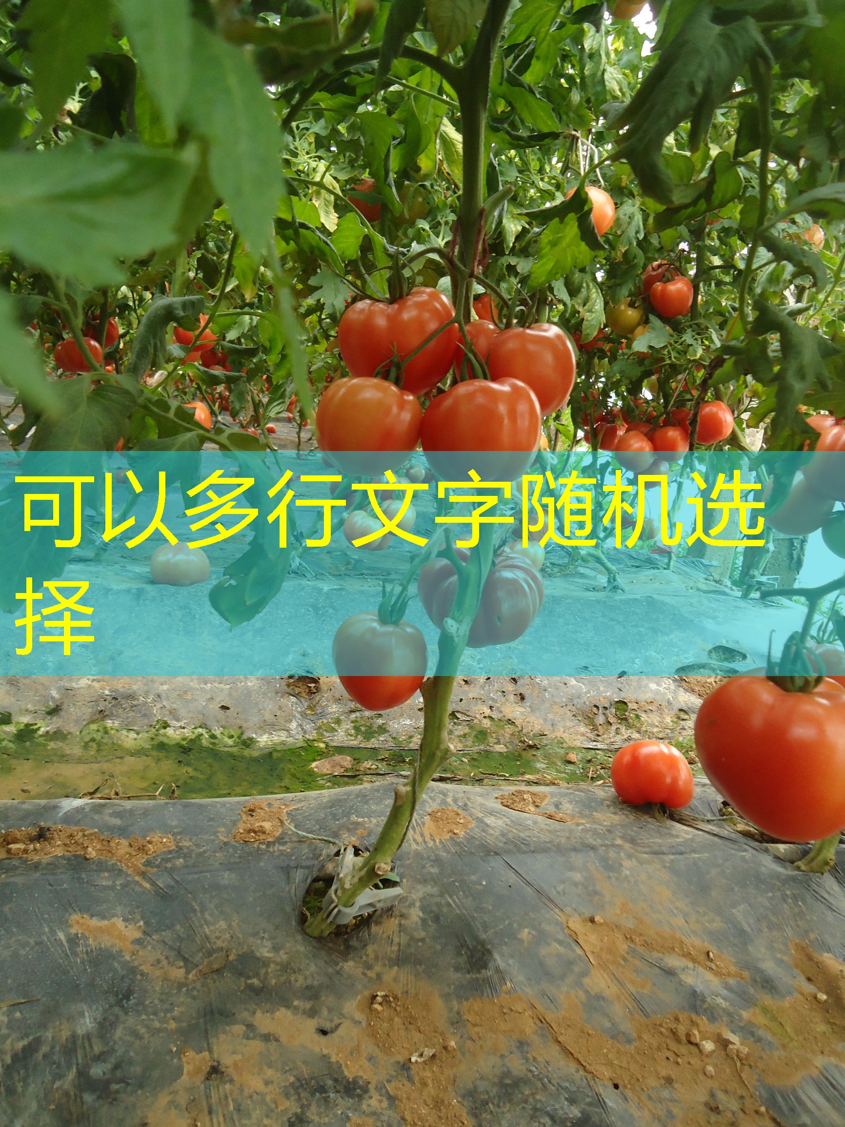 2025年10月15日吉林四平淀粉企业生产稳定