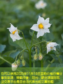 2025年11月18日豆粕价格行情分享到来源：转载作者：阳光