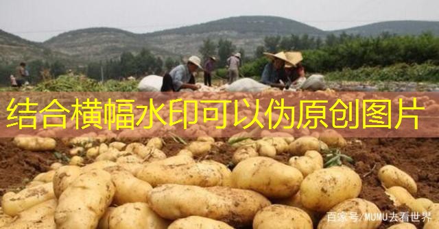 [早评]华泰期货：玉米及淀粉期价低开高走