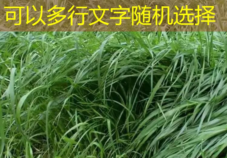 CBOT玉米期货2025年12月15日收盘下跌