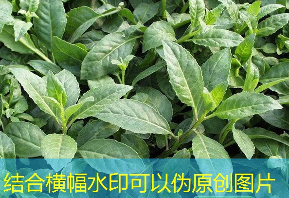 2025年12月31日上海鸡蛋价格稳中偏弱