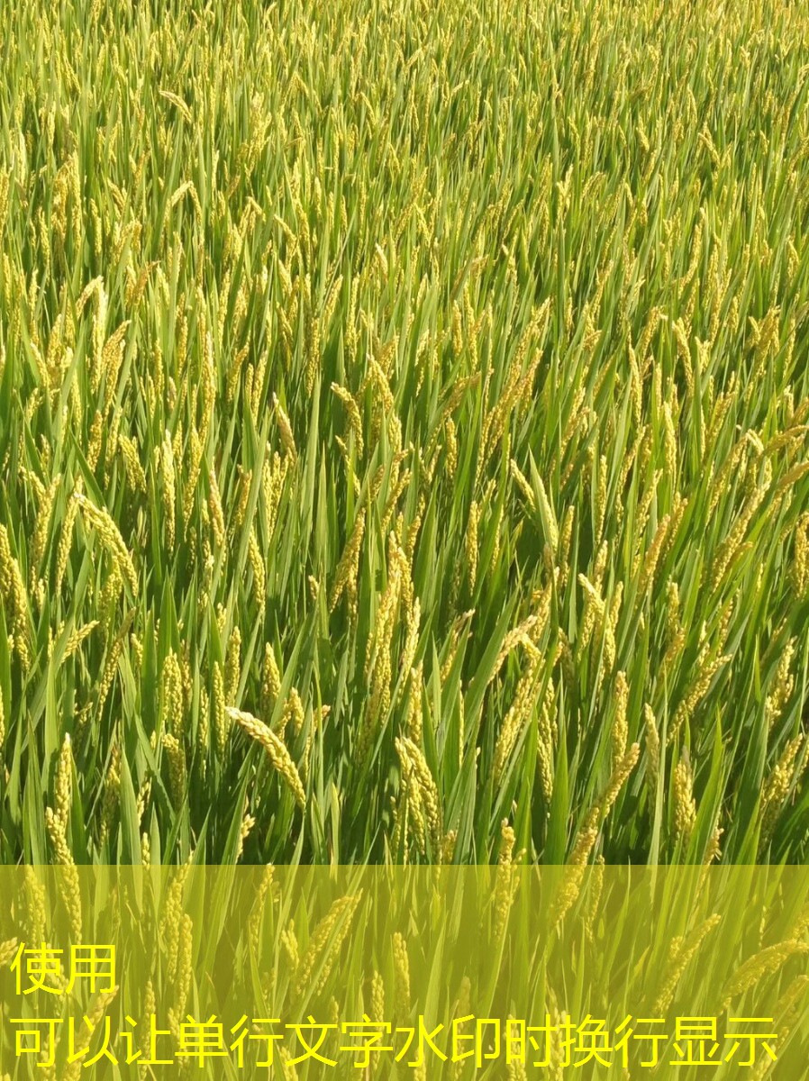 2026年5月18日全球玉米期货隔夜市场动态速览 ｜