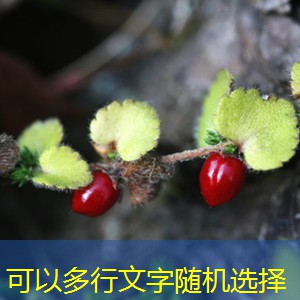 国际重要经济指标预告将在2025年11月14日公布分享到