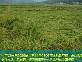 2025年11月14日CBOT玉米涨跌互现，出口数据支撑市场