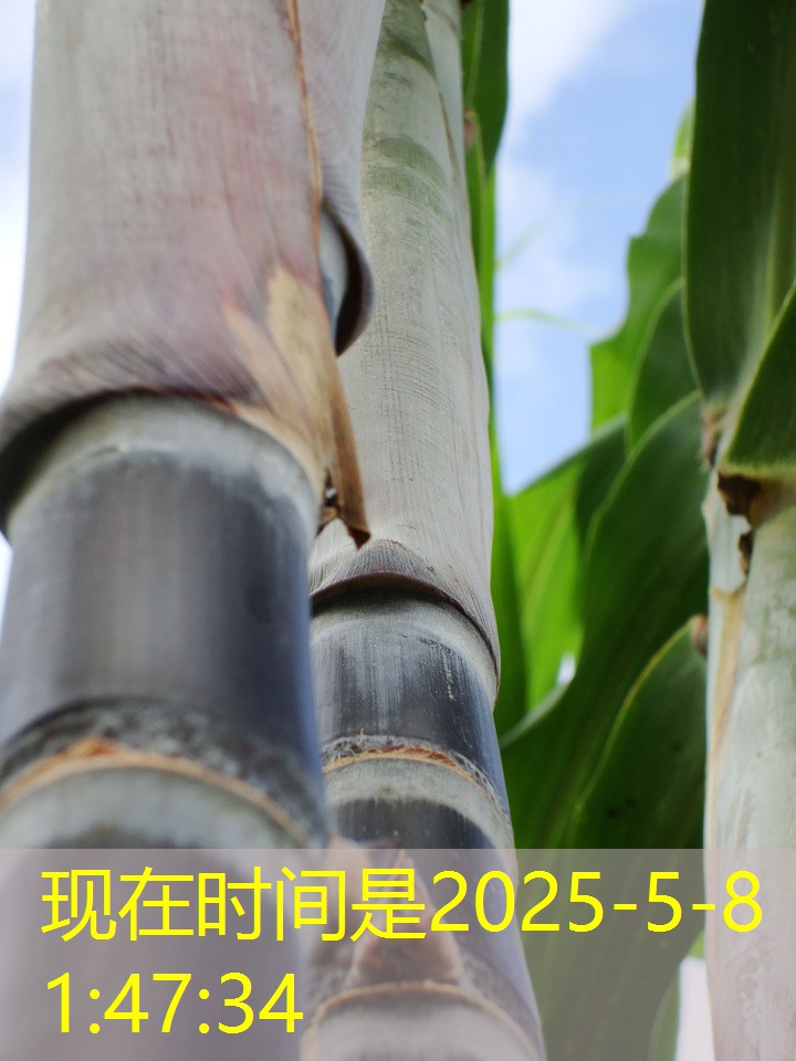 [CFTC分析]2025年10月15日当周投机客增持CBOT玉米期货期权净空头头寸