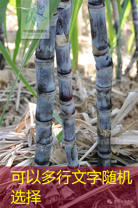 【英大期货评论】淀粉价格进入下跌趋势之中