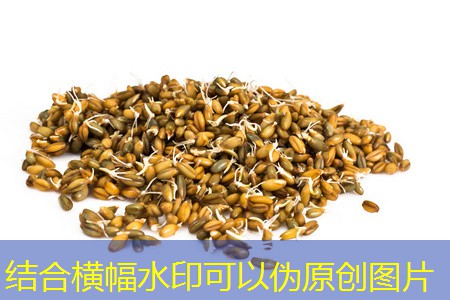 【考察路上】2030年12月辽吉内干旱考察日记（四）白城到保分享到来源：中国玉米网作者：发布：2030-12-25字号：大中小收藏文章