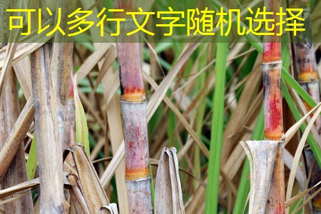 【良运期货评论】玉米继续下跌，走势欠佳