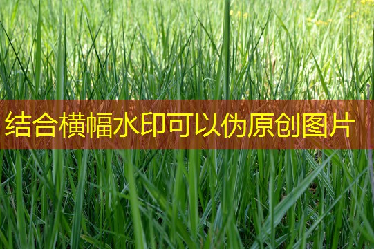 2025年10月15日新疆石河子玉米价格上涨
