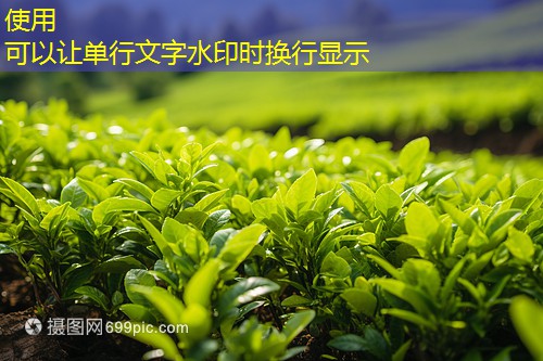 CBOT大豆期货下跌，USDA报告前出现获利了结2025年10月15日