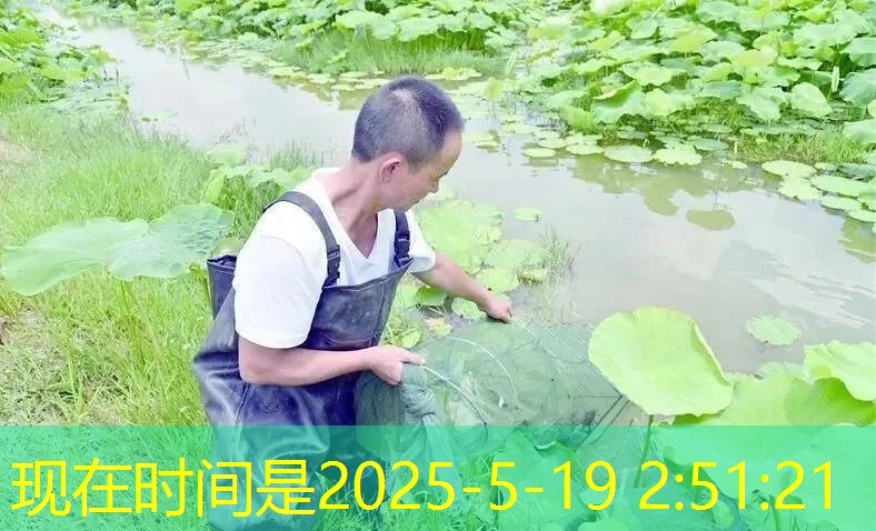 2025年11月23日阿根廷玉米收获进度达30.1% 市场动态速递