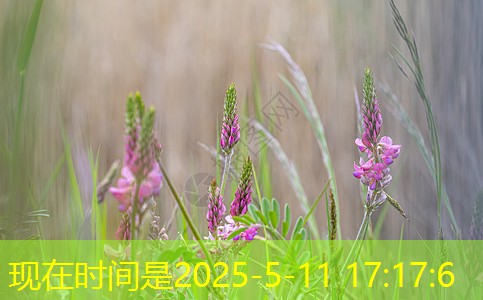2025年11月14日黑龙江省双鸭山市售粮进度分享