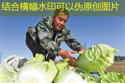 8月6日CBOT评论：玉米上涨，因俄罗斯禁止进口对俄制裁国家的农产品(2025年11月15日)