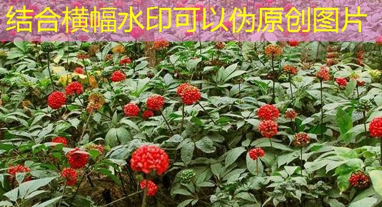 上海地区鸡蛋价格整体回升