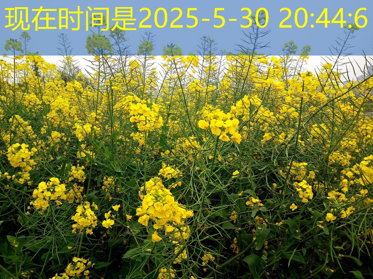 2025年11月23日越南食糖产量预测：2011／12榨季下调至131万吨