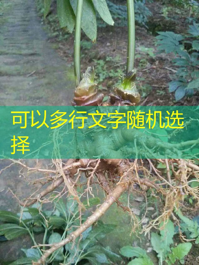 2025年3月15日国内玉米深加工企业最新报价