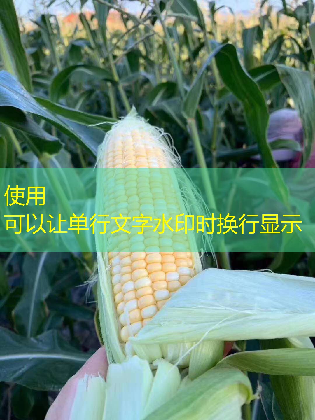2025年10月08日-2025年10月09日黑龙江省天气预告