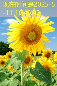 2025年8月15日福建省龙岩市市级储备粮轮换竞价销售交易会公告