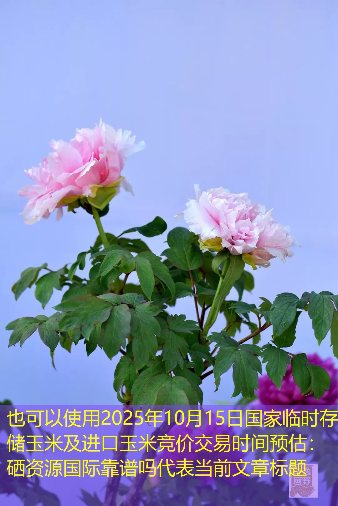 2025年10月15日国家临时存储玉米及进口玉米竞价交易时间预估