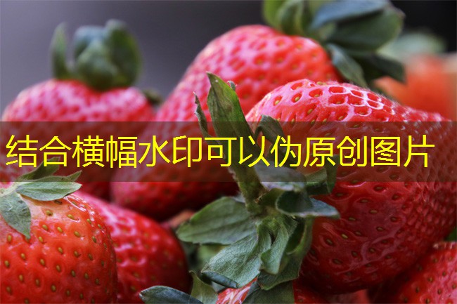 CBOT评论：玉米期货下跌1.4%，受小麦市场疲弱拖累（2025年03月15日）