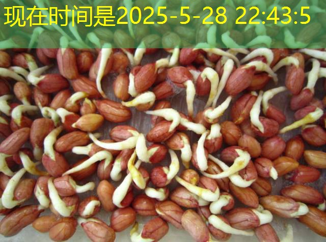 2025年10月15日重庆超期储存国产玉米交易结果分享