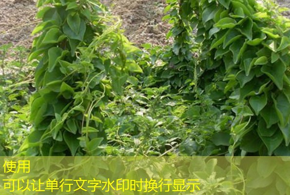 2025年10月15日吉林四平淀粉企业生产稳定