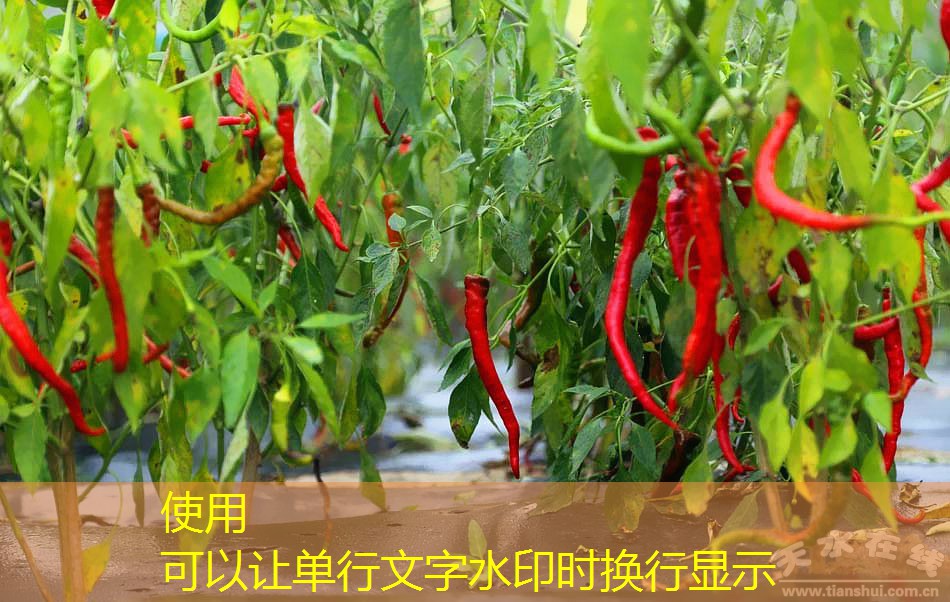 2025年11月18日-2025年11月19日黑龙江省天气预报