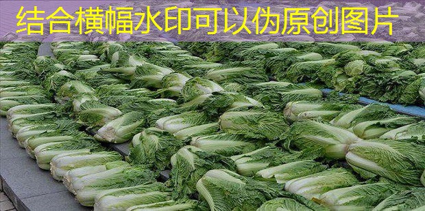 季风降雨延迟影响水稻播种，印度2025年08月15日进度不及往年同期