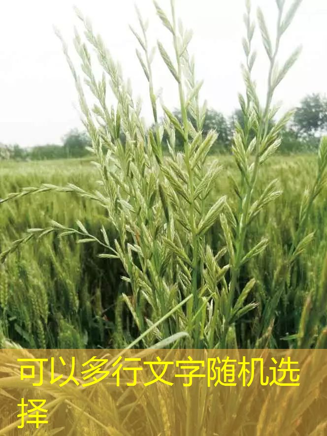 2025年9月下旬主要农业气象灾害分析