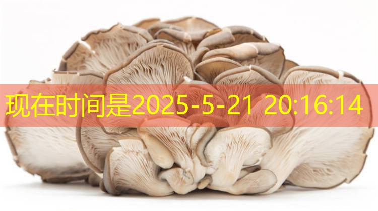 上海玉米价格坚挺 合同粮到货稳定