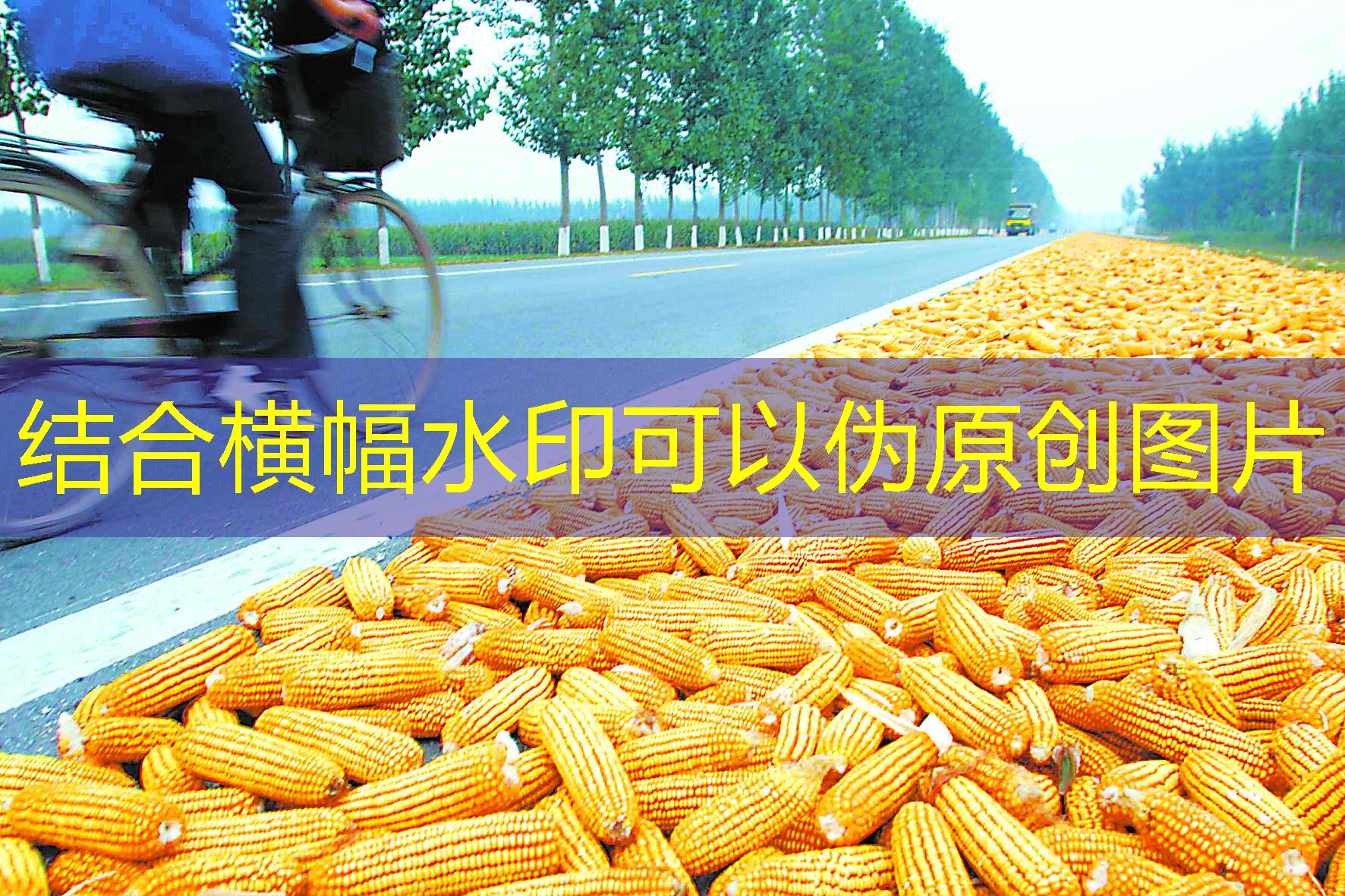 中美豆争：2025年12月15日全球大豆供应链的蝴蝶效应