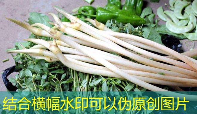 2025年1月15日浙江玉米交易结果