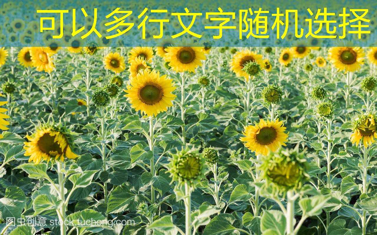 CBOT小麦期货收低，连续第二日下滑2025年11月30日