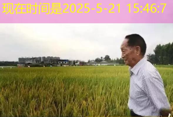 玉米价格在湖北孝感保持稳定（2025年11月13日）